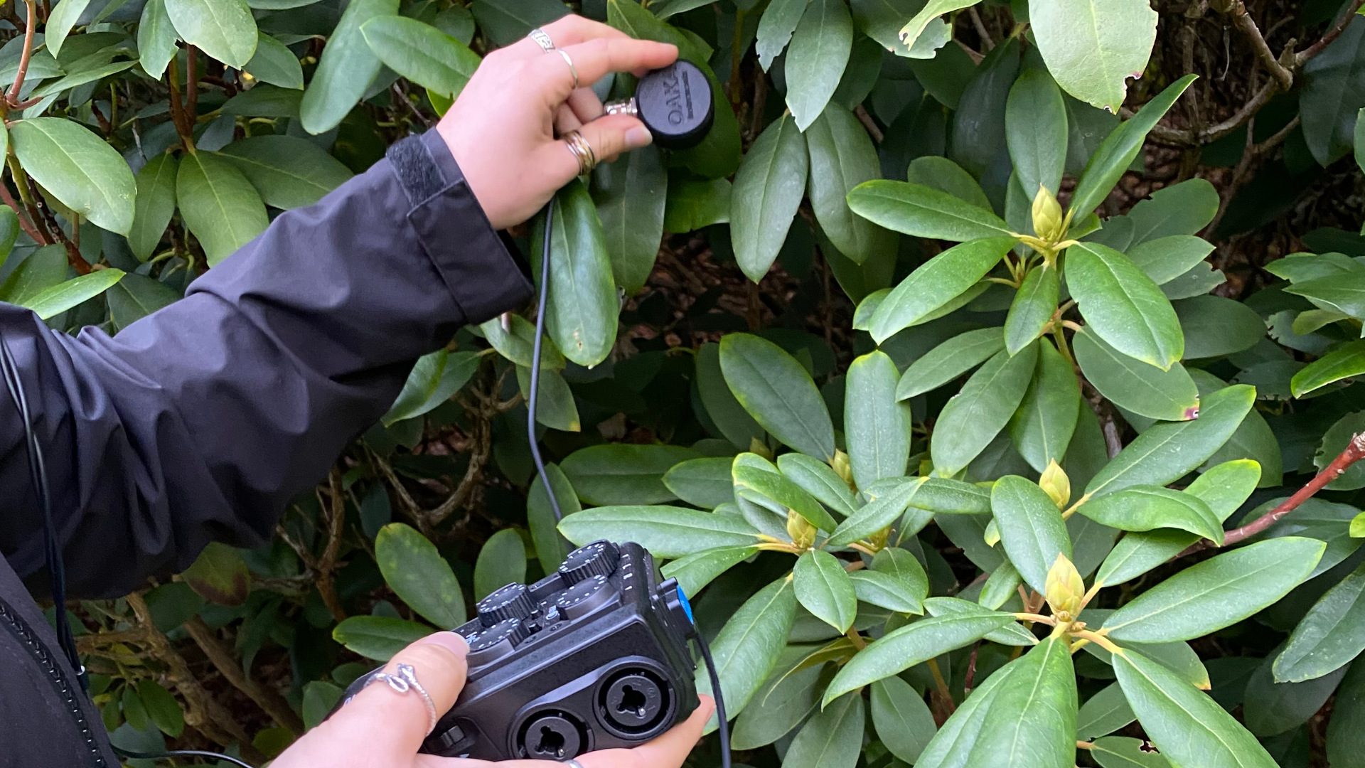 Two hands holding an outdoor mic to record sounds from a bush