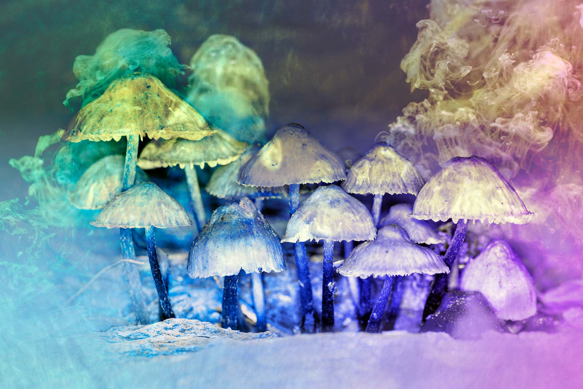 Future ecologies: exploring multisensory, extended reality landscapes