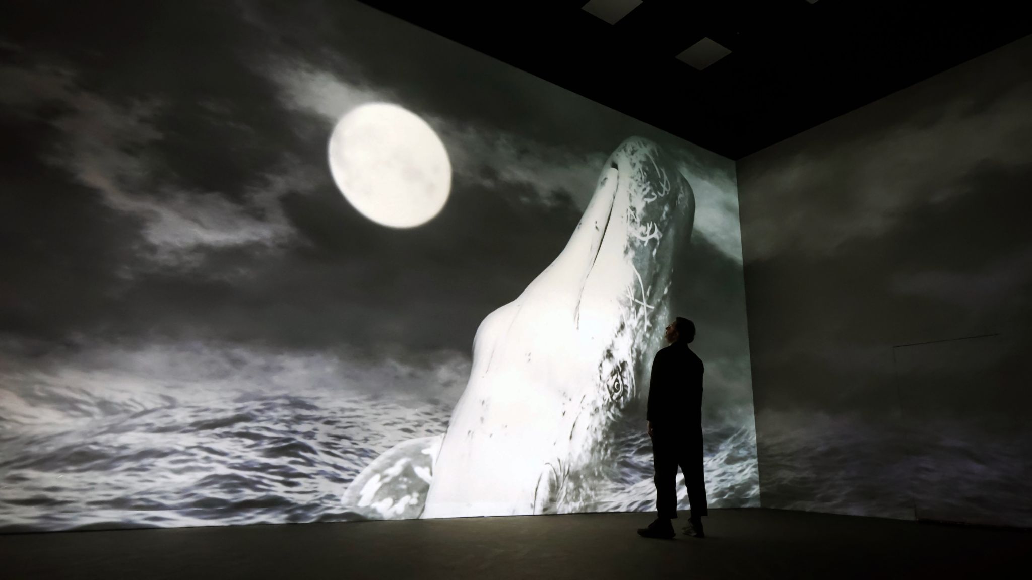 Frameless Premieres The Whale