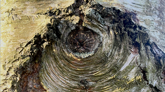 Close-up of a tree trunk showing a knotted, circular bark pattern resembling an eye. Rough textures and earthy tones emphasize natural beauty.