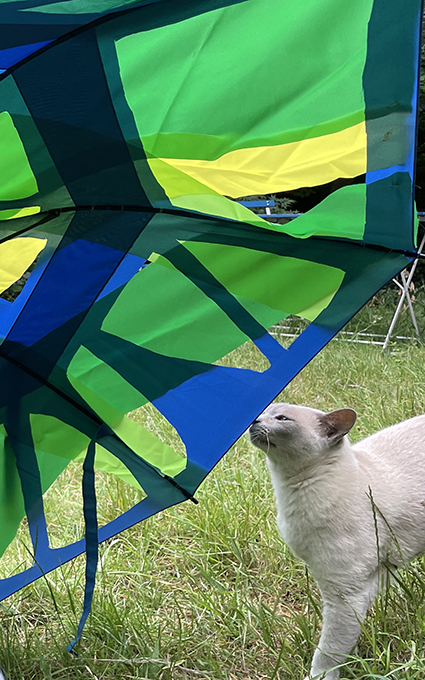a cat poking an umbrella with their noise, she looks curious and annoyed.