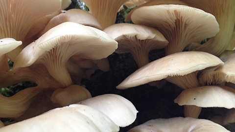 Immersive Explorations || Fungal Networks