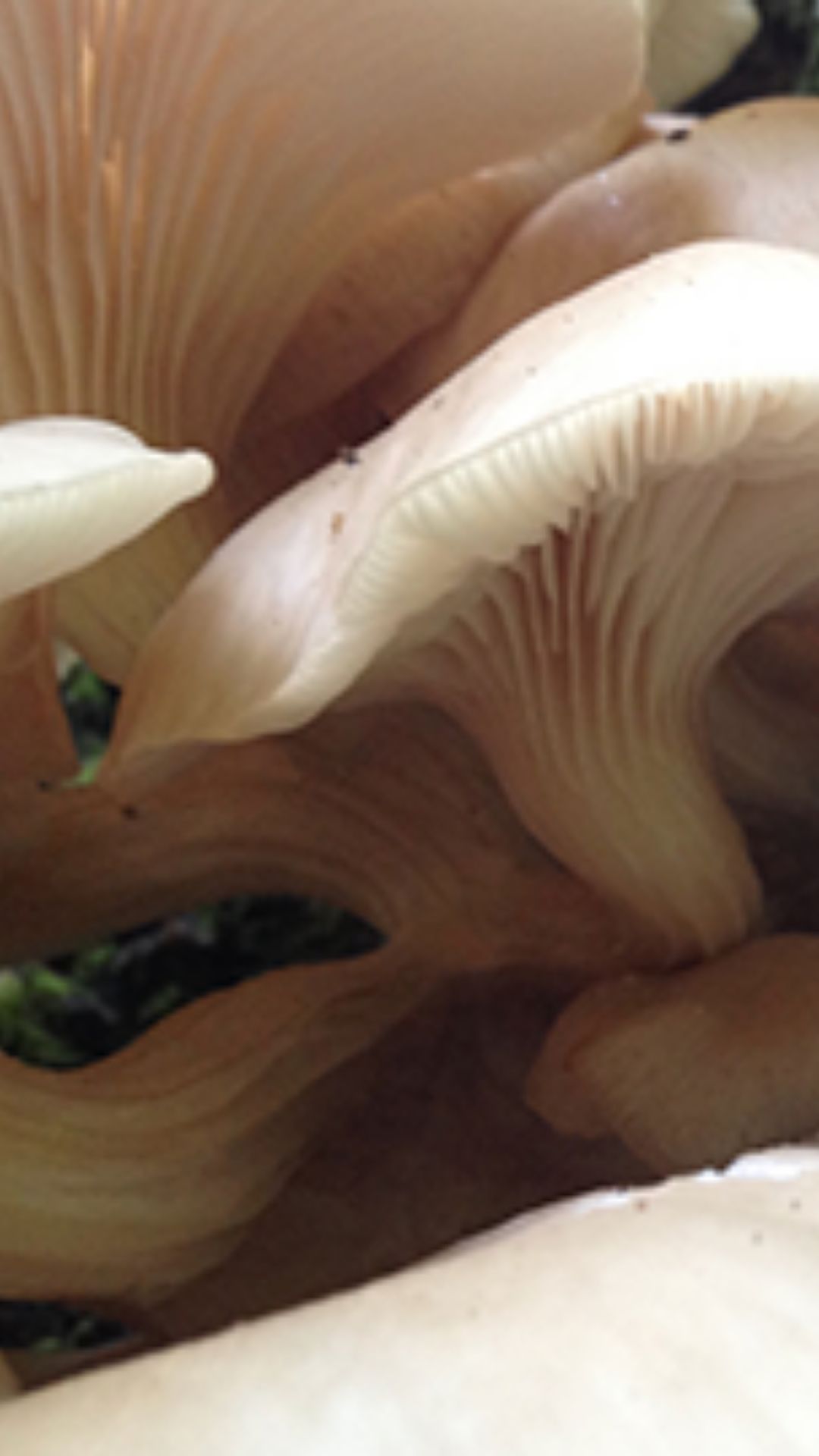 Close-up of numerous pale, gilled mushrooms clustered together. The curved caps and ridged undersides create a natural, organic texture.