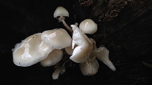 Close-up of glossy white mushrooms clustered on a dark, textured surface. The scene evokes a sense of mystery and natural resilience.