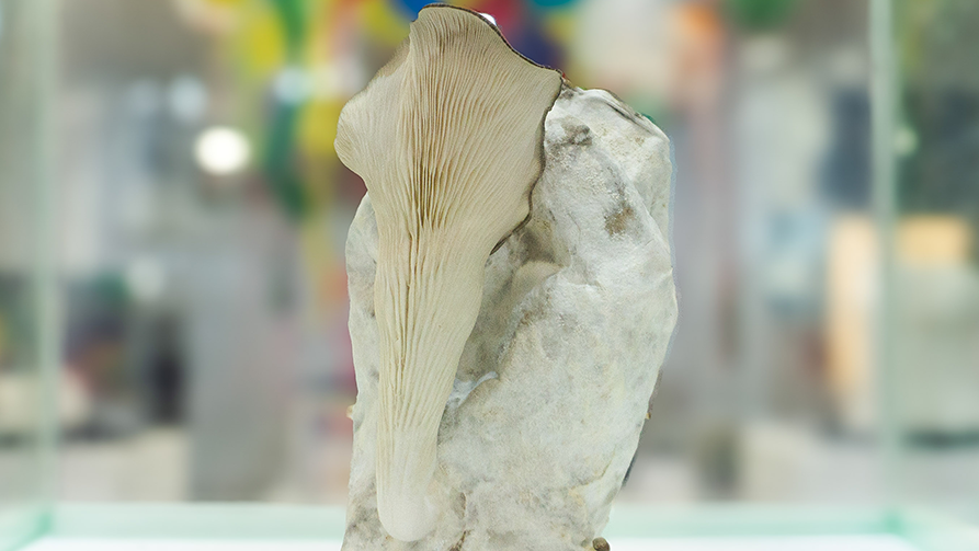 A pale, delicate mushroom growing on a textured rock, with gills prominently displayed. The background is softly blurred, creating a serene and natural setting.