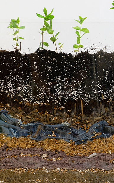 a side-section of soil with small plants growing inside of it.