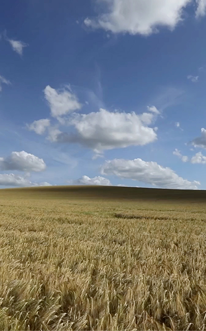 Golden wheat field under a vast, bright blue sky dotted with fluffy white clouds. The scene conveys a sense of tranquility and open space.