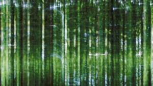Sonic Obscura